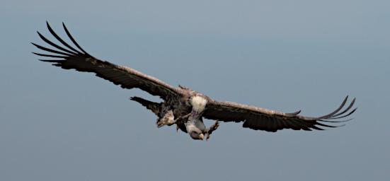 Ruppells Griffon Vulture