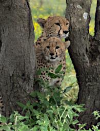 Ndutu Cheetahs P2240265