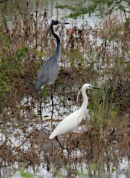 Ndutu Bird Black Headed Heron Little Egret P2240318