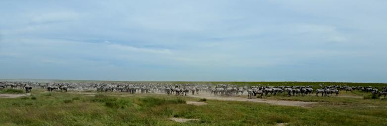 Ndutu Zebras