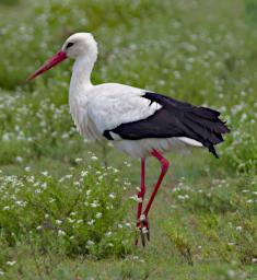 White Stork