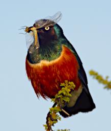 Superb Starling Dragonfly