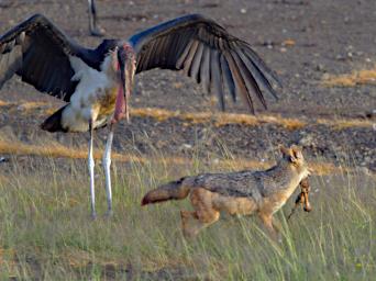 Marabou Stork Black Backed Jackal