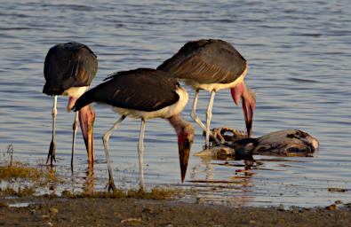 Marabou Stork Wildebeest