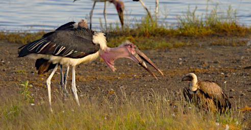Marabou Stork African White Backed Vulture