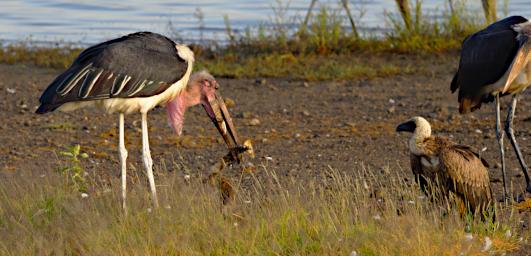 Marabou Stork African White Backed Vulture