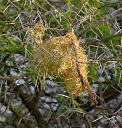 Cordon Bleu Nest