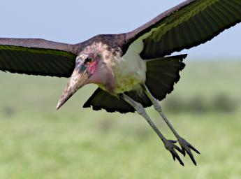Marabou Stork