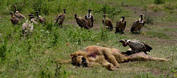 Ruppells Griffon Vultures Lion