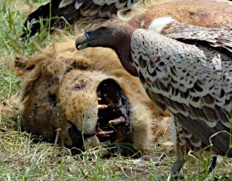 Ruppells Griffon Vultures Lion