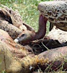 Ruppells Griffon Vultures Lion