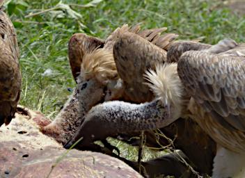 Ruppells Griffon Vultures Lion