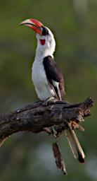 Von Der Deckens Hornbill