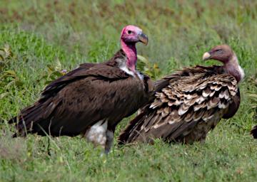 Lappet Faced Vulture Ruppells Griffon Vulture