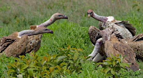 Vulture Face Off