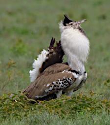 Kori Bustard