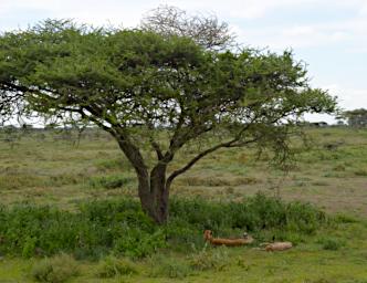 Ndutu Cheetah