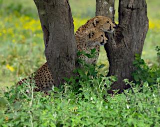 Tanzania