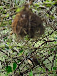 Bird Xxx Cordon Bleu Nest