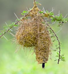Southern Red Bishop Nest