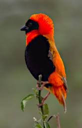 Southern Red Bishop