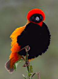 Southern Red Bishop