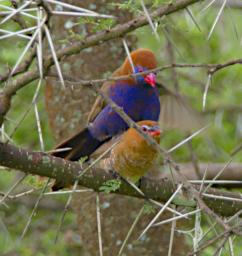 Purple Grenadier Breeding
