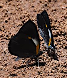 Ngorongoro Butterfly Xxx Black Orange White P2190940