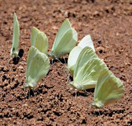 Ngorongoro Butterfly Xxx White P2190941