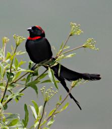 Ngorongoro Bird Red Collared Widowbird P2190943