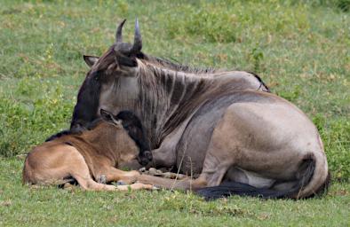 Ngorongoro Wildebeest P2190966