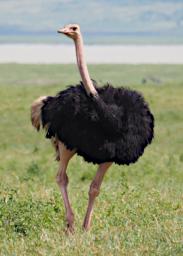 Ngorongoro Bird Common Ostrich P2190989