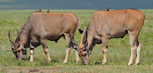 Ngorongoro Common Eland P2191002