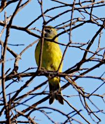 Ngorongoro Bird White Bellied Canary P2191060