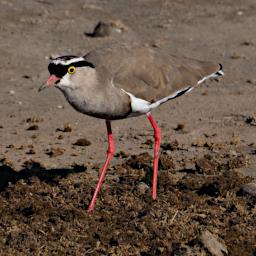 Ngorongoro Bird Crowned Lapwing P2191079