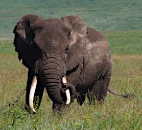Ngorongoro Elephant P2201114
