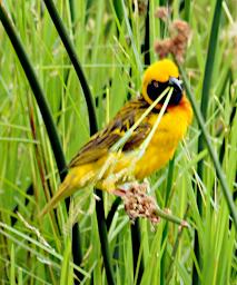 Ngorongoro Bird Spekes Weaver P2201184