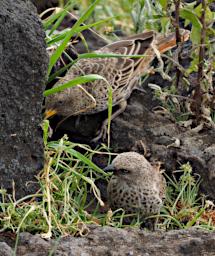 Ngorongoro Bird Olive Thrush P2201187