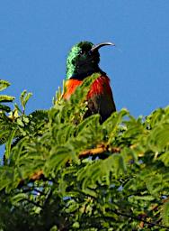 Ngorongoro Bird Eastern Double Collared Sunbird P2201252