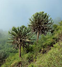 Ngorongoro Trees