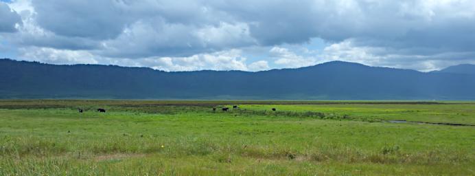 Ngorongoro 