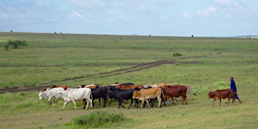 Ngorongoro Maasai Cows