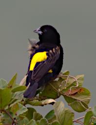 Yellow Bishop