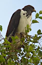 Augur Buzzard