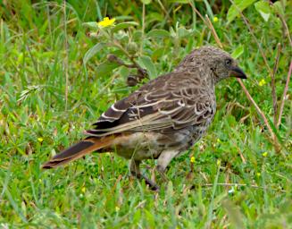 Rufous Tailed Weaver