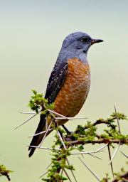 Common Rock Thrush
