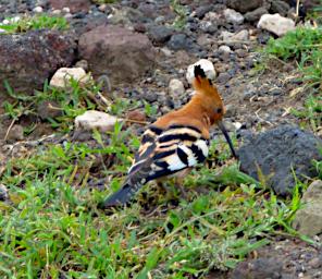 African Hoopoe