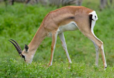 Ngorongoro Grants Gazelle