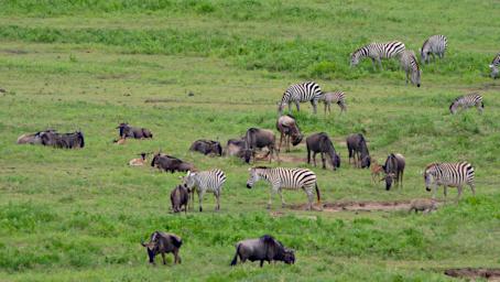Ngorongoro Mixed Herd