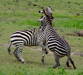 Ngorongoro Zebras Sparring
